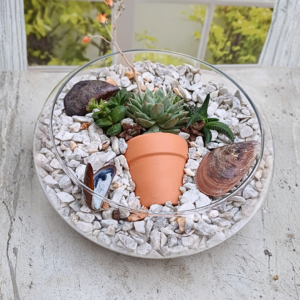 Coastal-themed succulent arrangement in a glass bowl with white pebbles, shells, and a terracotta pot — beach garden decor.