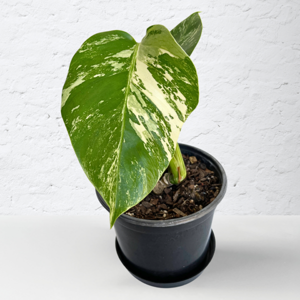 Monstera Albo Variegata Plant 4 | 4 leaves | Rare Variegated Swiss Cheese Plant | Indoor Houseplant - Image 3