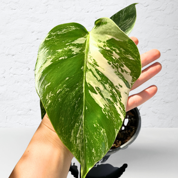 Monstera Albo Variegata Plant 4 | 4 leaves | Rare Variegated Swiss Cheese Plant | Indoor Houseplant - Image 2