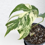 Monstera Albo Variegata Plant 11 | 4 leaves | Rare Variegated Swiss Cheese Plant | Indoor Houseplant