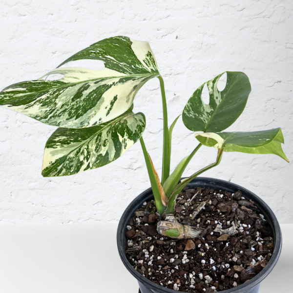 Monstera Albo Variegata Plant 11 | 4 leaves | Rare Variegated Swiss Cheese Plant | Indoor Houseplant - Image 3