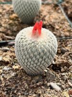 Epithelantha micromeris miniature frosted cactus with pinkish flowers and red fruit