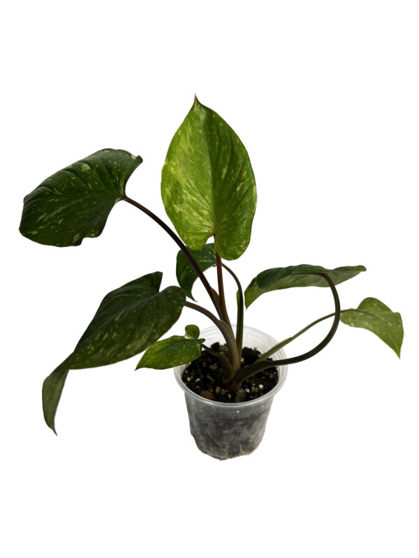 Homalomena Rubescens Pink Splash - Image 2