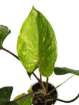 Homalomena Rubescens Pink Splash