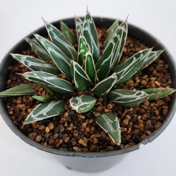 Agave victoriae-reginae | Queen Victoria Agave – Architectural Succulent Plant - Image 2
