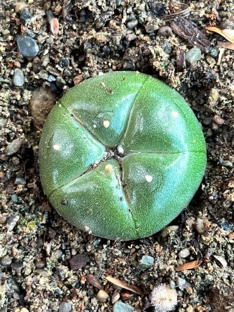 Lophophora williamsii var. cordona Lophophora williamsii var. cordona spineless bluish-green cactus with ribbed button-like body