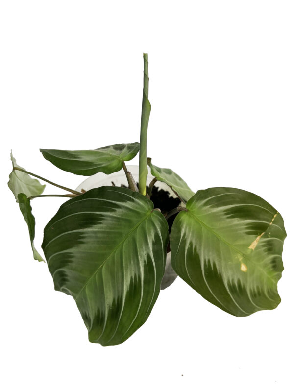 Maranta Silver Band – Silver-Striped Prayer Plant - Image 3