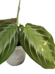 Maranta Silver Band – Silver-Striped Prayer Plant