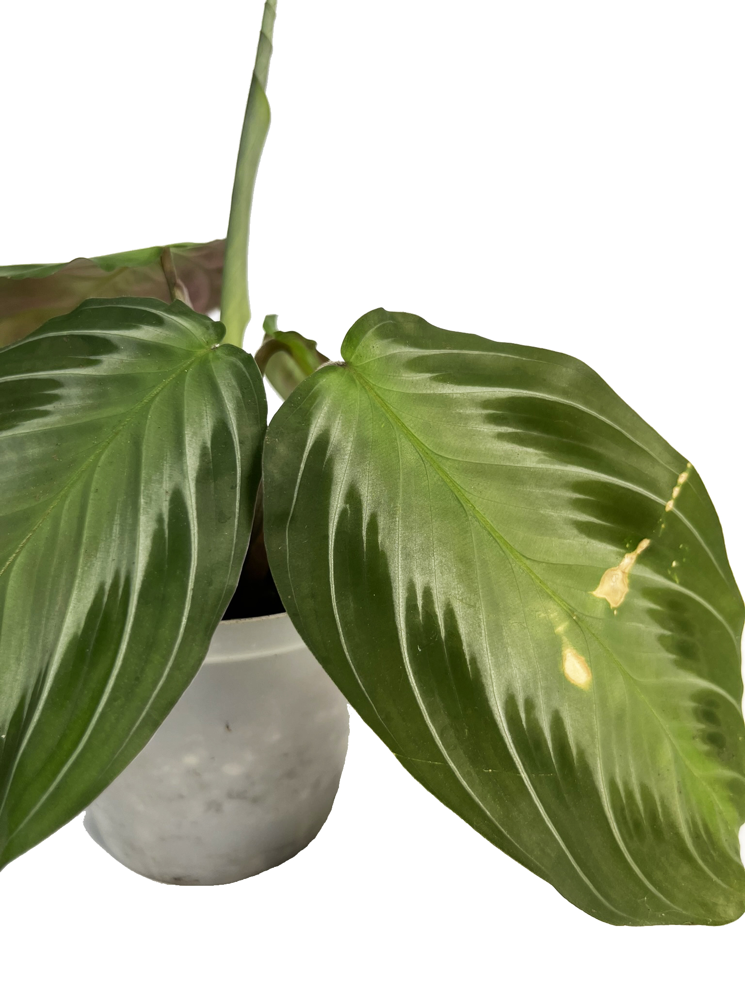 MARANTA SILVER BAND 1 - 2