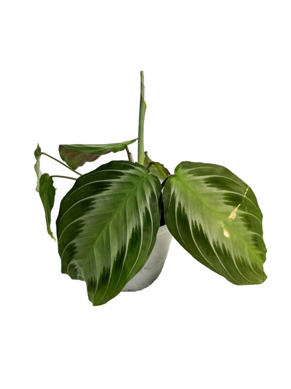 Maranta Silver Band – Silver-Striped Prayer Plant - Image 2