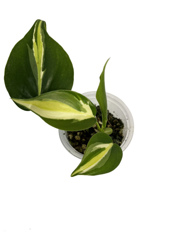 Philodendron Cream Splash – Variegated Climbing Philodendron - Image 2