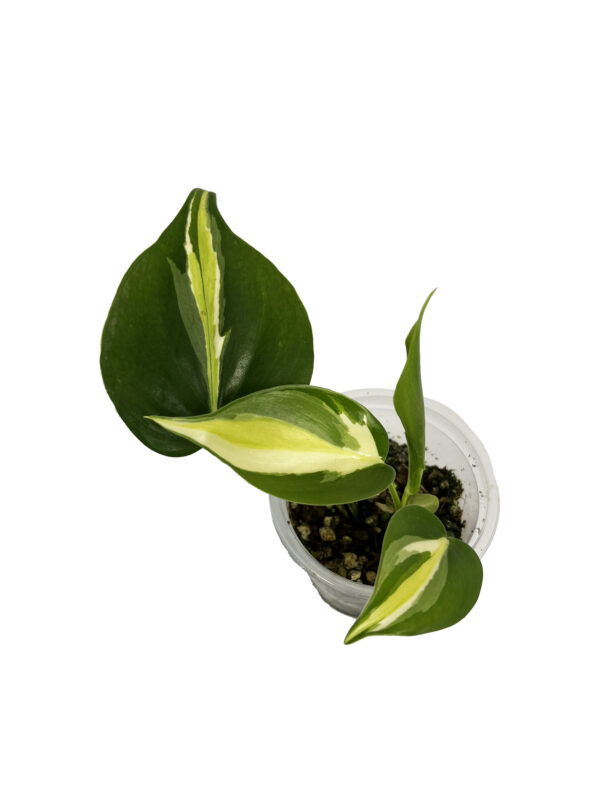 Philodendron Cream Splash – Variegated Climbing Philodendron - Image 3