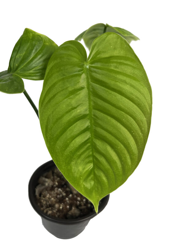 Philodendron Tenue – Rare Narrow-Leaf Collector Philodendron - Image 2
