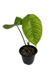 Philodendron Tenue – Rare Narrow-Leaf Collector Philodendron