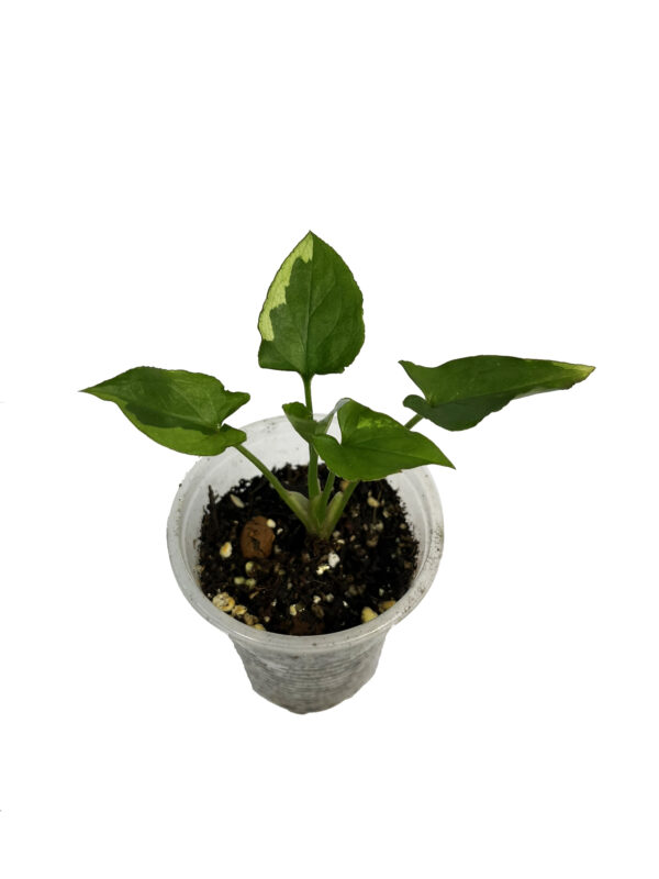 Syngonium Eclipse - Image 2