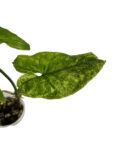 Syngonium Mojito – Green-on-Green Variegated Arrowhead Plant
