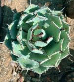 Agave isthmensis compact rosette succulent with blue-green leaves and spined edges