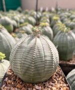 Euphorbia obesa spherical succulent with ribbed green body and grey striping