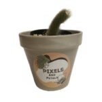 Monkey Tail Succulent | Hildewintera colademononis | Ideal for Cactus & Succulent Displays