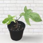 Philodendron Florida Ghost Mint – Rare Mint Variegated Collector Plant