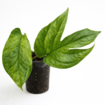 Amydrium medium ‘Variegata’ – Rare Variegated Climbing Aroid