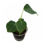 Philodendron Lupinum