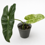 Philodendron Paraiso Verde