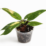 Rare Philodendron Ring of Fire (9cm Pot) – Tropical Indoor Plant with Variegated Serrated Leaves Exotic Houseplant