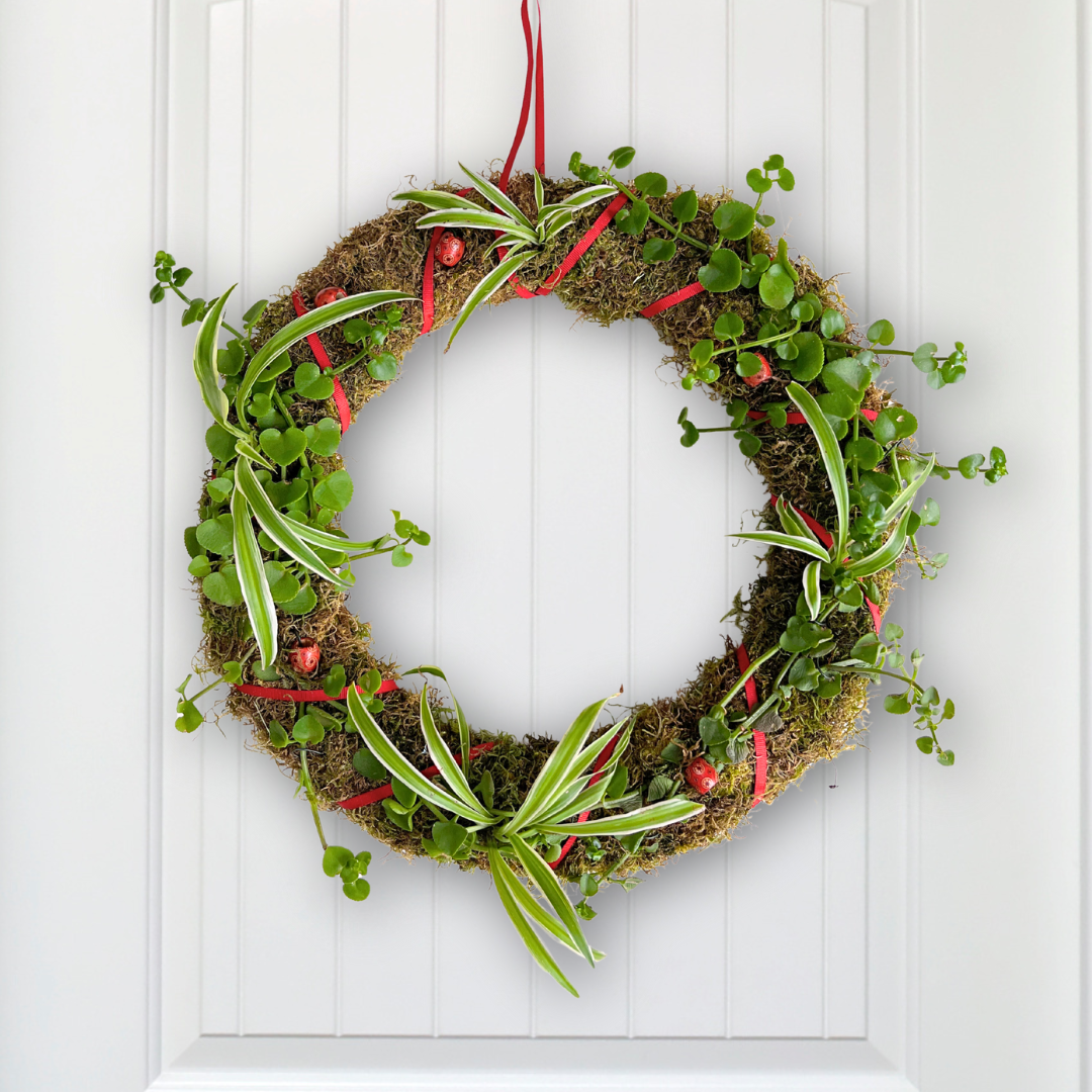 Living Christmas Handmade Indigenous Wreath – Potted on Natural Base (Dainty Crassula & Hen and Chickens) | Decor with Ribbon & Beads (39cm)