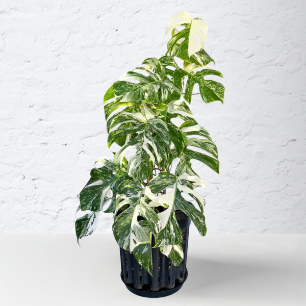 Monstera Albo Variegata 15 | Rare Indoor Plant | Striking White Variegation - Image 3
