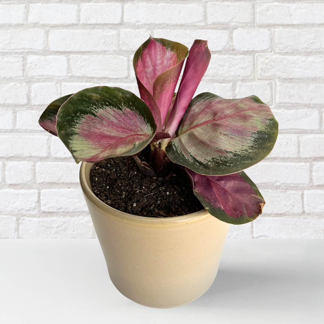 Calathea Rosy – Potted in 10cm Ceramic Pot