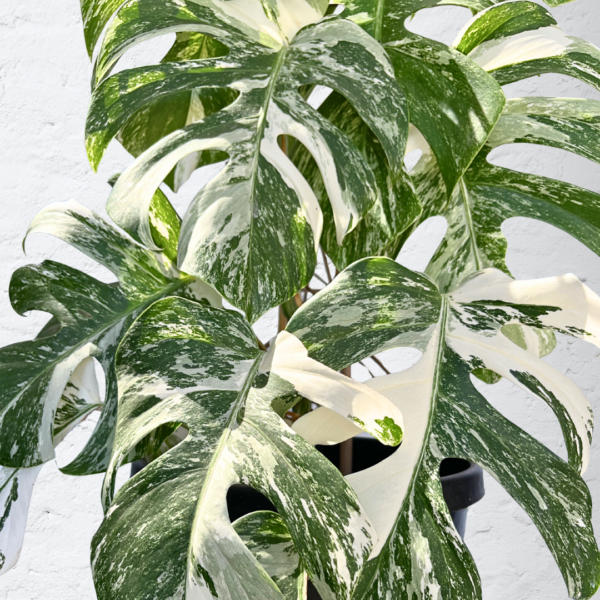 Monstera Albo Variegata 15 | Rare Indoor Plant | Striking White Variegation - Image 4