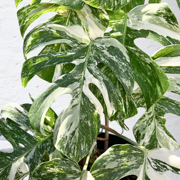 Monstera Albo Variegata 15 | Rare Indoor Plant | Striking White Variegation - Image 5