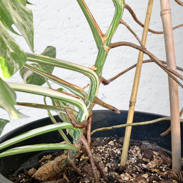 Monstera Albo Variegata 15 | Rare Indoor Plant | Striking White Variegation - Image 6