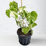 Monstera Albo Variegata 16 | Rare Indoor Plant | Striking White Variegation