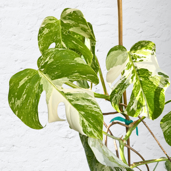 Monstera Albo Variegata 16 | Rare Indoor Plant | Striking White Variegation - Image 2