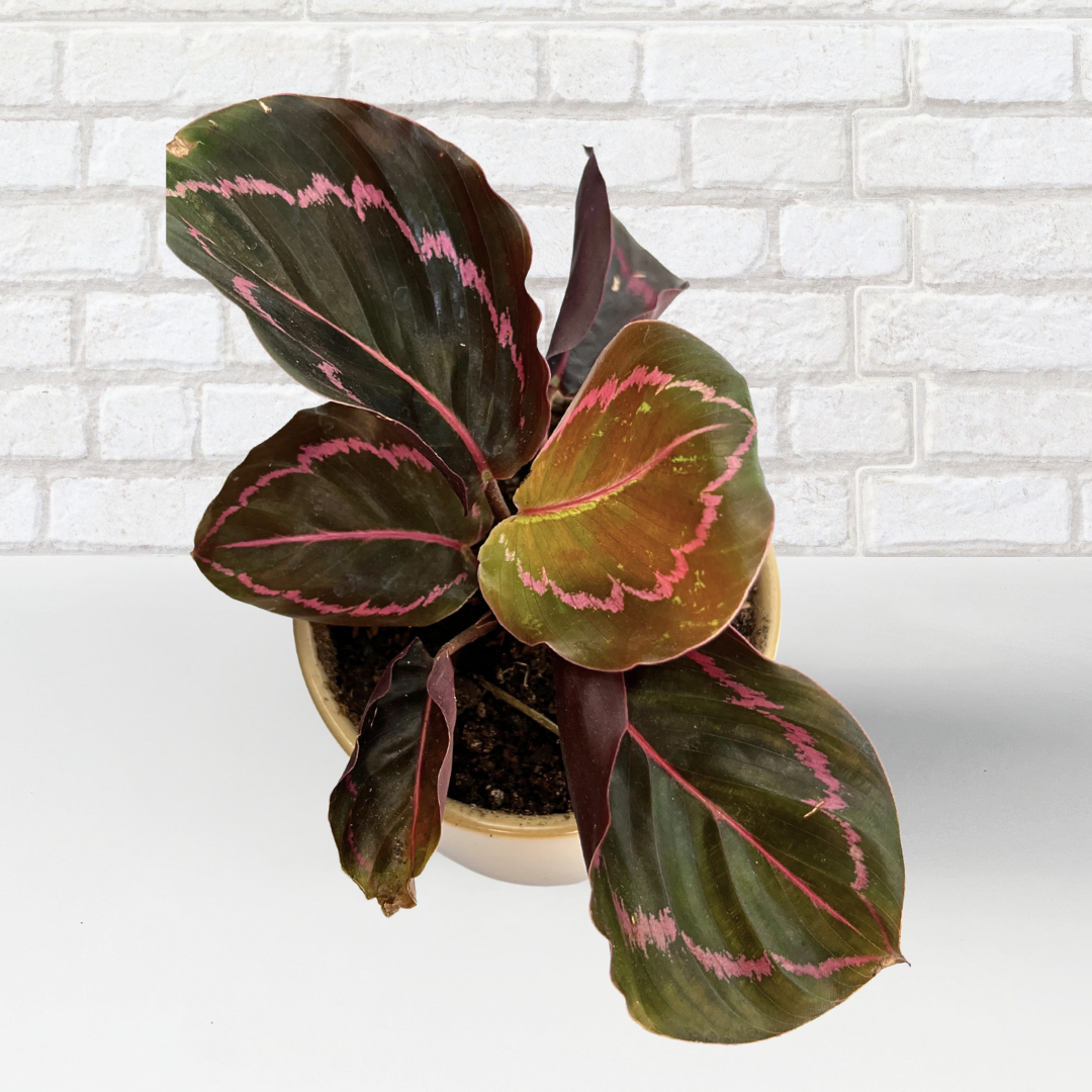 Calathea Dottie – Potted in 10cm Ceramic Pot