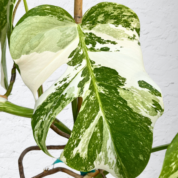 Monstera Albo Variegata 16 | Rare Indoor Plant | Striking White Variegation - Image 3