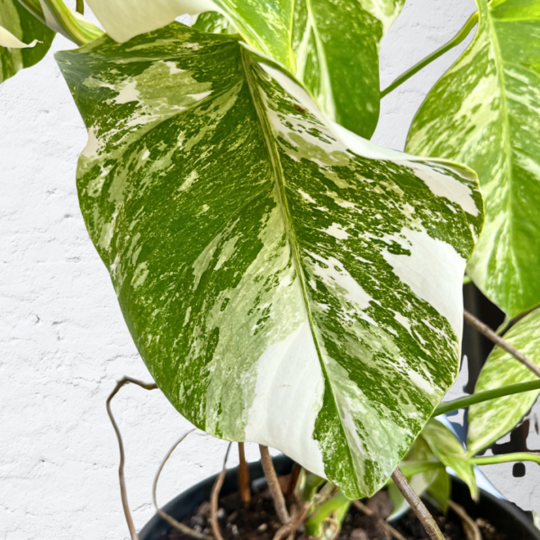 Monstera Albo Variegata 16 | Rare Indoor Plant | Striking White Variegation - Image 4