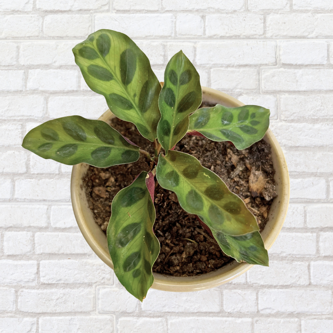Calathea Insignis ‘Rattlesnake’ – Potted in 10cm Ceramic Pot