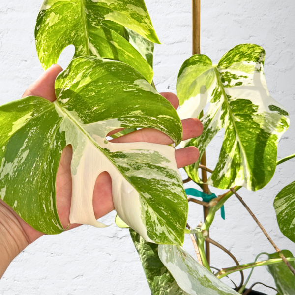 Monstera Albo Variegata 16 | Rare Indoor Plant | Striking White Variegation - Image 5