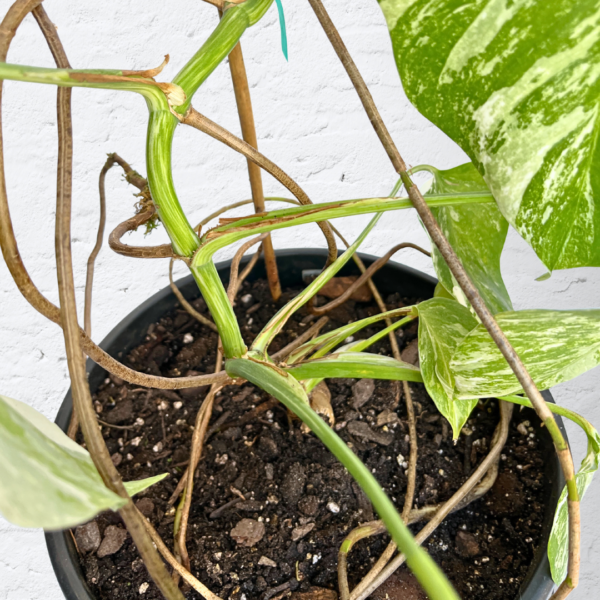 Monstera Albo Variegata 16 | Rare Indoor Plant | Striking White Variegation - Image 6