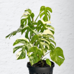 Monstera Albo Variegata 14 | Rare Indoor Plant | Striking White Variegation
