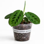 Rare Lemon Lime Maranta (9cm Pot) – Tropical Indoor Plant with Vibrant Lime Veined Leaves Exotic Houseplant