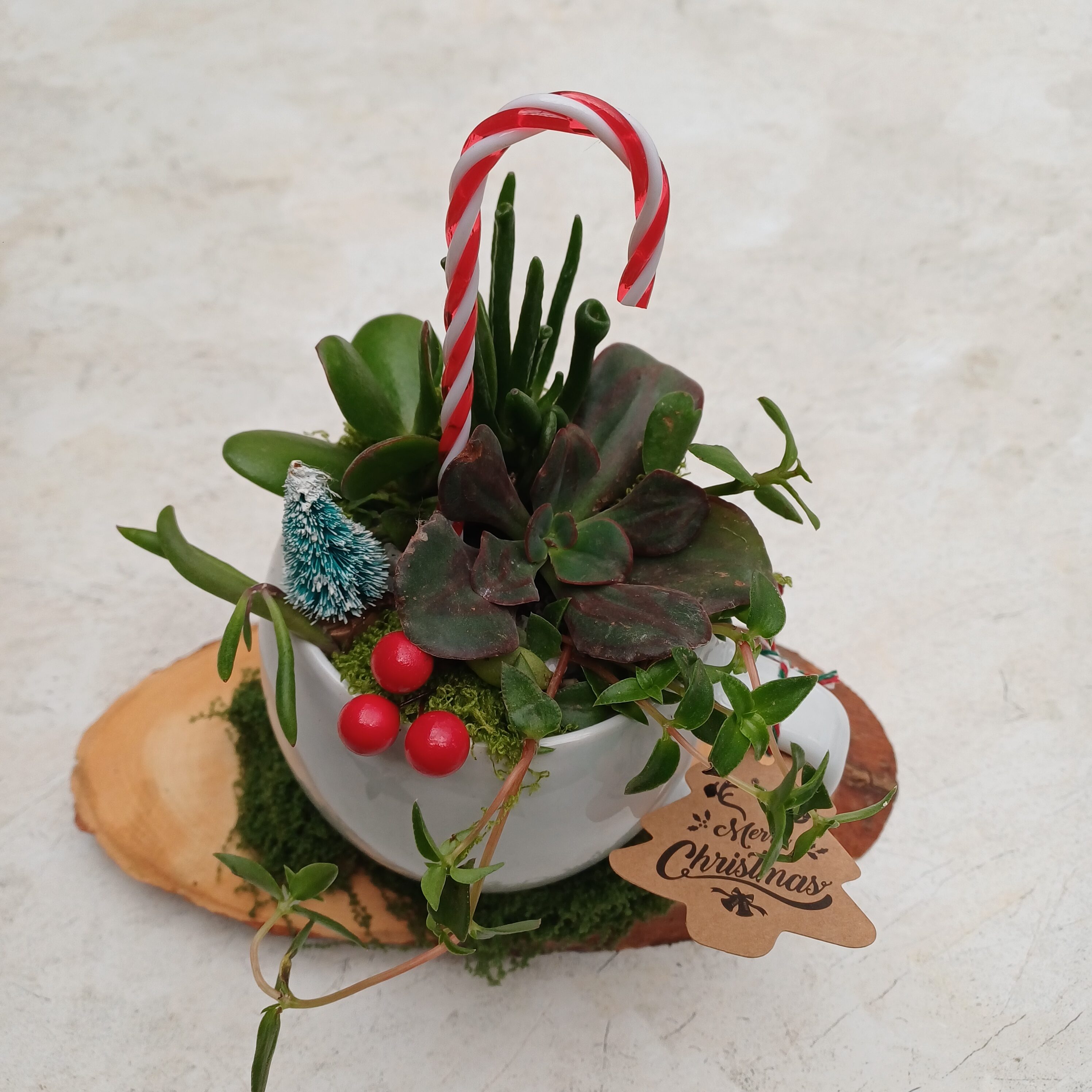 “Merry & Bright” Holiday Succulent Mug Garden