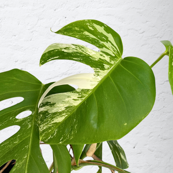 Monstera Albo Variegata 17 | Rare Indoor Plant | Striking White Variegation - Image 2