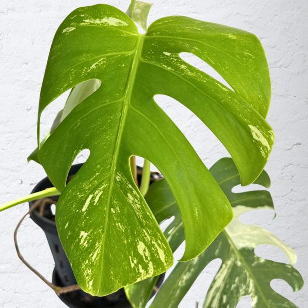 Monstera Albo Variegata 17 | Rare Indoor Plant | Striking White Variegation - Image 3