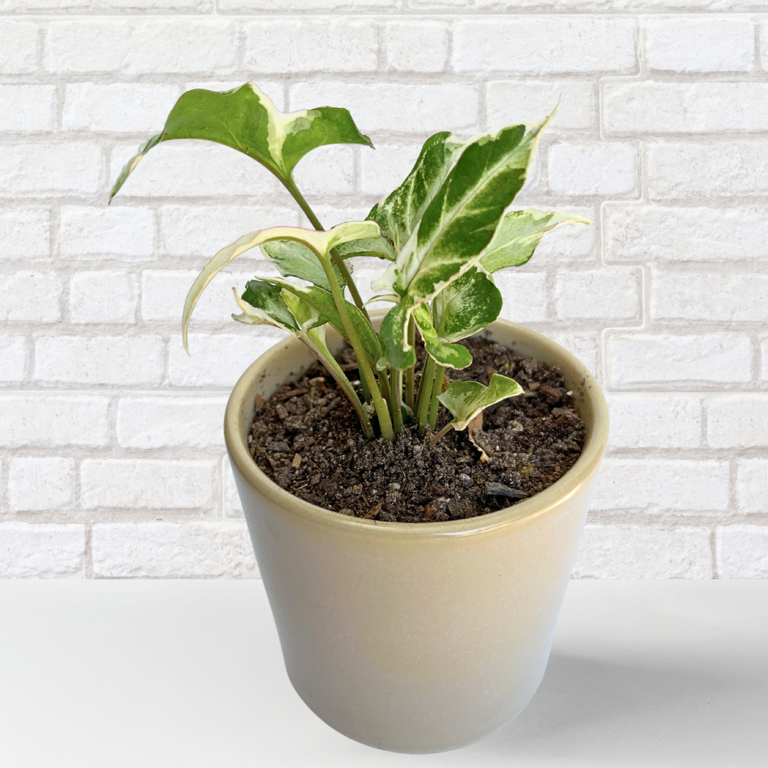 Syngonium Starbrite – Potted in 10cm Ceramic Pot