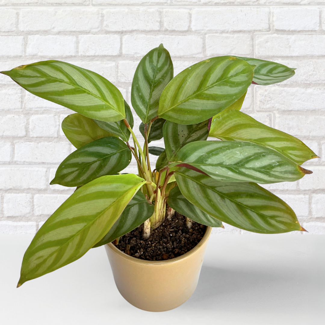 Ctenanthe Compact Star – Potted in 10cm Ceramic Pot