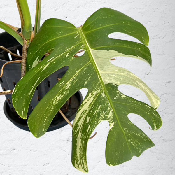 Monstera Albo Variegata 17 | Rare Indoor Plant | Striking White Variegation - Image 4